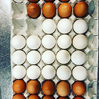 卵各種